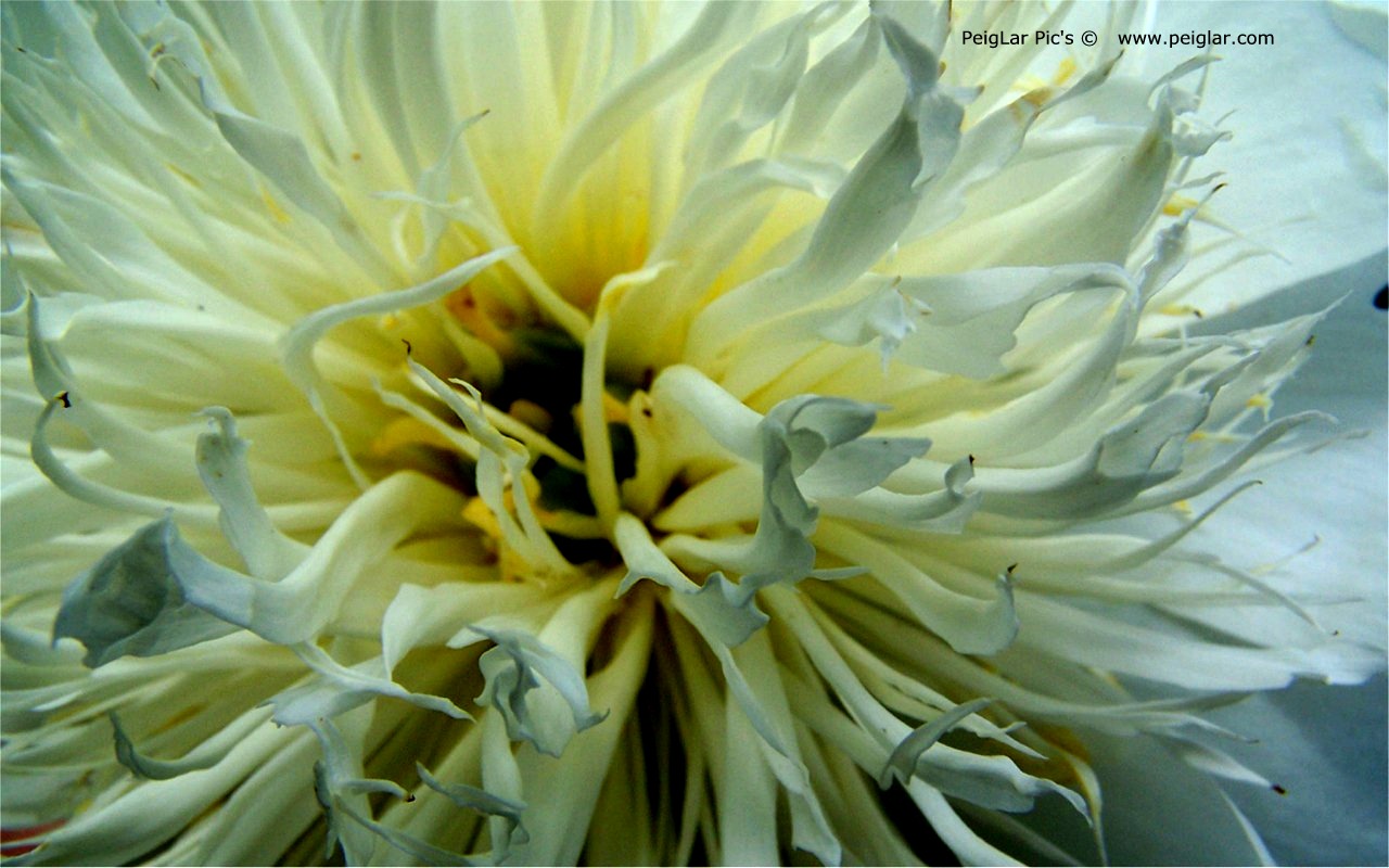 plants 100_1417dt.jpg